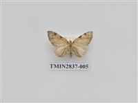 藏品(尺蛾538)的圖片